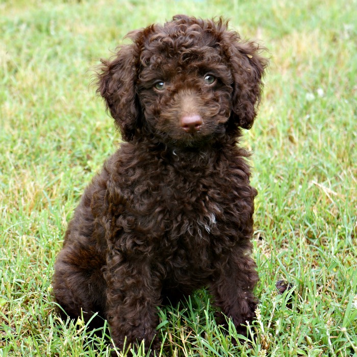 Gracie's Past Litters of Chocolate Australian Labradoodles